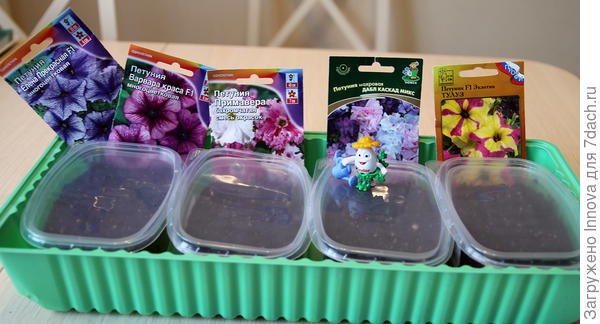 Кустовые петунии