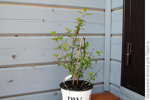 Гортензия от компании Беккер