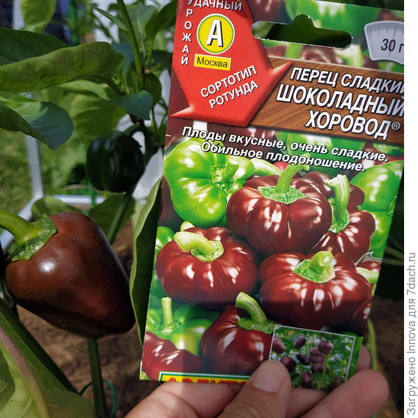 Шоколадный хоровод