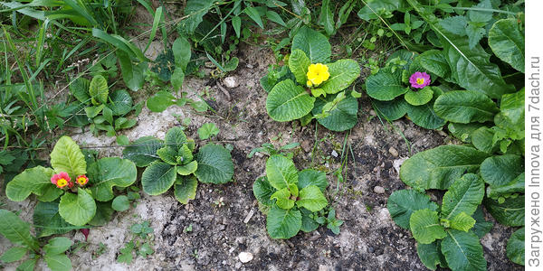 Примула Колоссея от Аэлиты. Из 30 посеянных семян получилось 6 растений