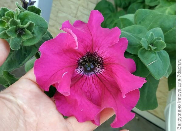 Этот побольше и похож на бахрому