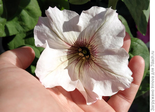 Небольшой и без бахромы