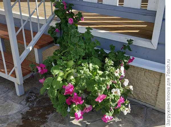 Три куста примаверы, прищипки не помогают... Много массы, мало цветов и боковых вествей, цветы только на верхах