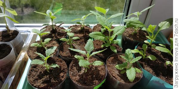 Вербена в центре