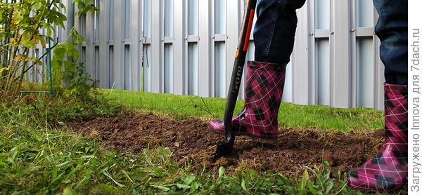 В этом году я сажаю луковичные по краю будущей клумбы с флоксами, поэтому рою траншею