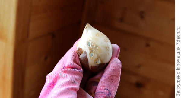 Луковицам с небольшими повреждениями можно дать второй шанс