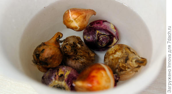 Здоровые луковицы тюльпанов одного сорта, нарциссов и гиацинтов замачиваю вместе