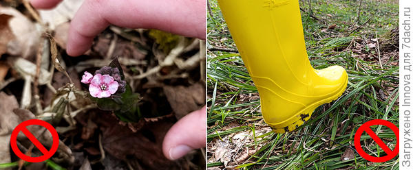 В лесу не заходите в траву и не собирайте цветы