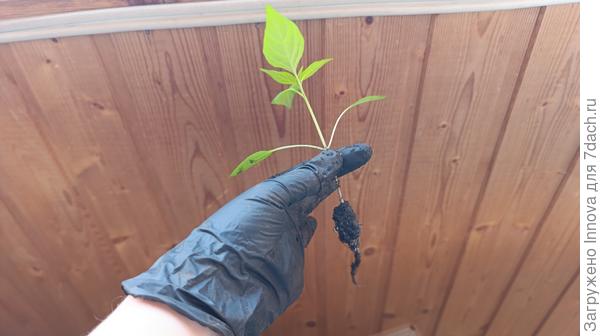 Корневая система у двухнедельной рассады