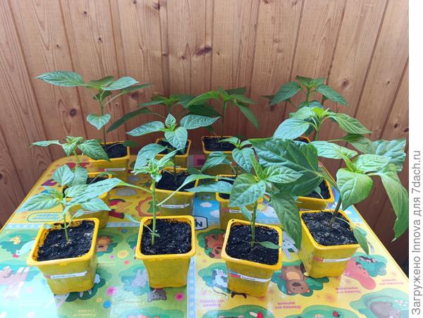 Перцы через месяц после посадки (замоченные в Аминосил на сутки)