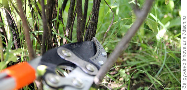 Обрезаем старые ветки