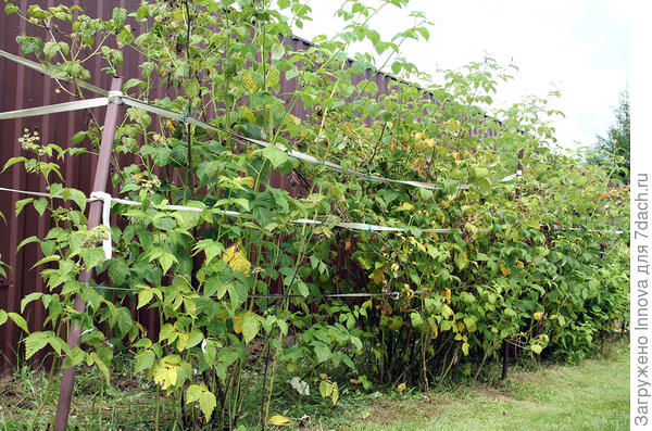 Малина после плодоношения