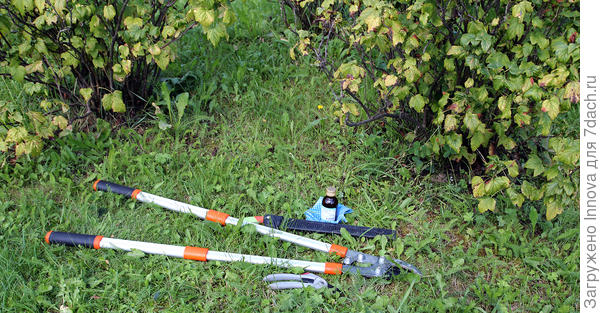 Подготовка к обрезке смородины
