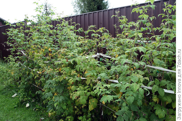 Прирост этого года выделяется светло-зеленым цветом гибкого стебля и молодой листвы