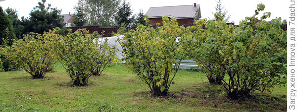 Кусты смородины после обрезки