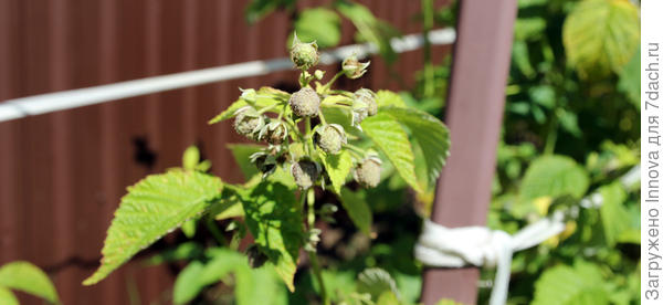 Ремонтантная малина готовится к плодоношению