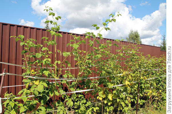 Малинник после обрезки