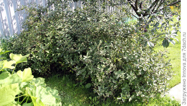 Обросшая жимолость