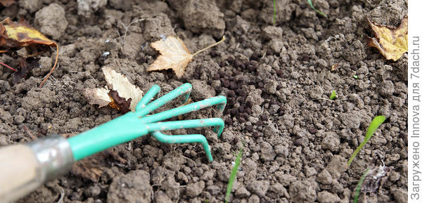 Сухие удобрения необходимо заделать в почву