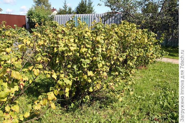 Смородина после плодоношения