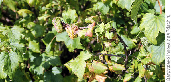 Препараты для обработки выбираем, исходя из болезней и вредителей, от которых пострадали растения этим летом