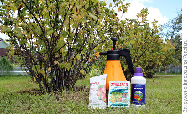 Баковая смесь для обработки смородины