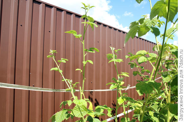 Обрезанные месяц назад стебли дали боковые ветки