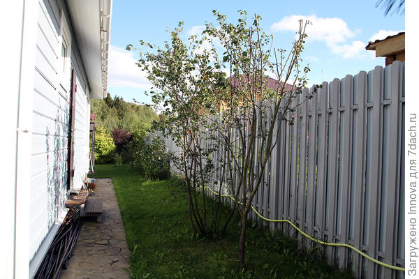 Обрезанная ирга