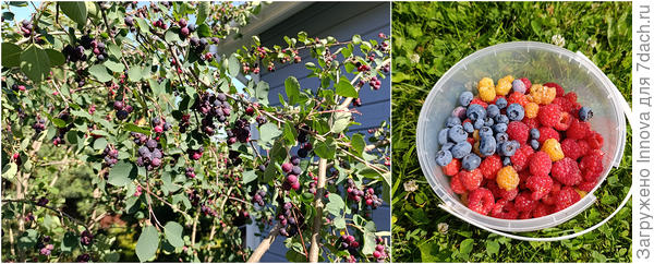 Ягода 2025 года