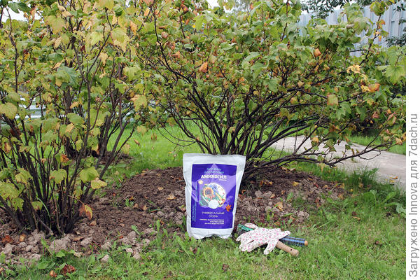 Кусты смородины готовы к подкормке