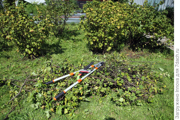 Обрезанные ветки и собранные листья сжигаем