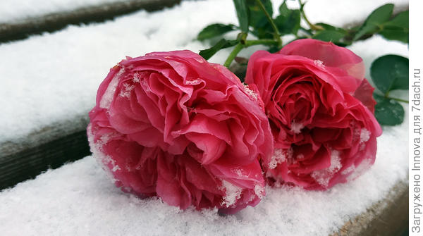 Подготовка роз к зиме. Фото из архива автора