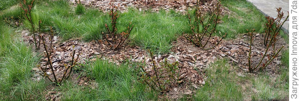 Обрезанные розы. Фото из архива автора