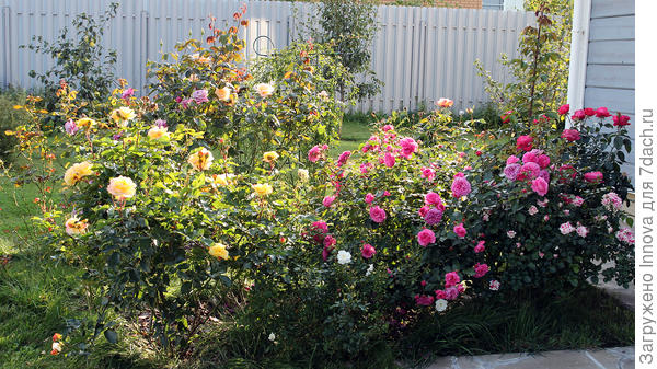 Фото из архива автора. 10 сентября 2019 года