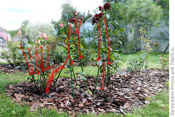 Пример осенней обрезки роз