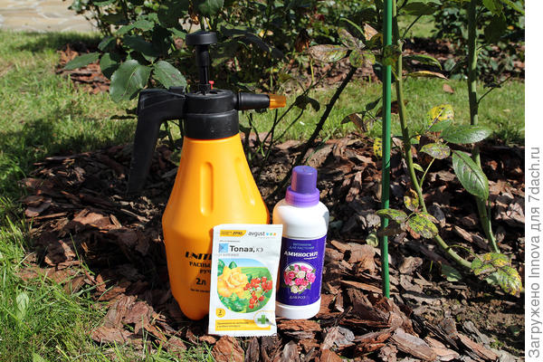 Обработка роз в августе