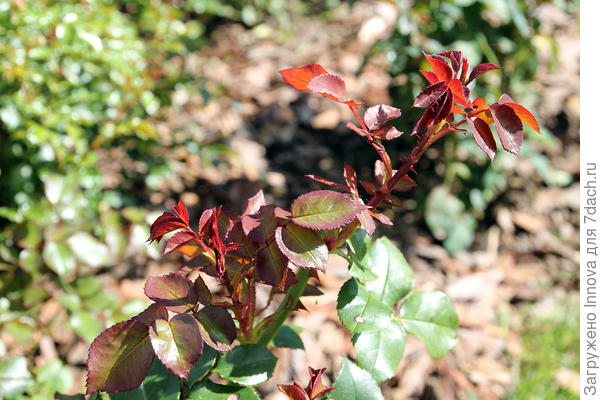 Роза наращивает новые побеги