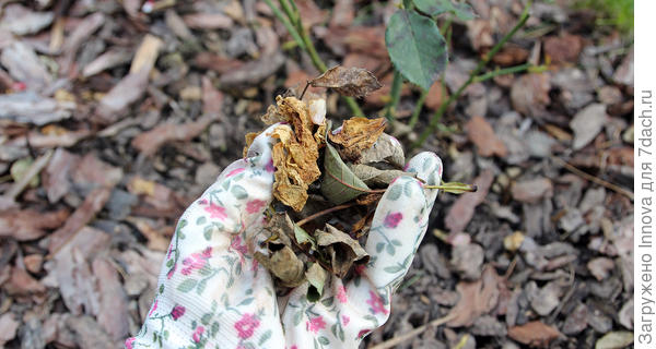 Никакой обрезки!