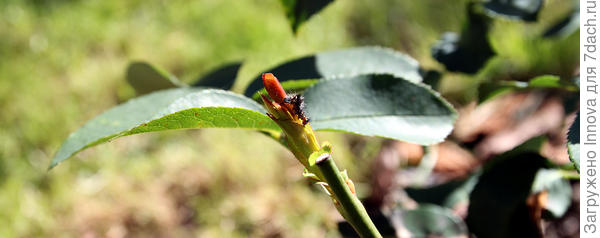 Регулярно осматривайте розы, чтобы во время выявить вредителей