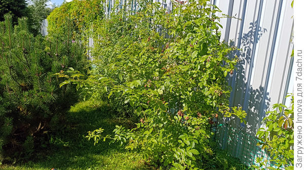 Плетистые розы до обрезки