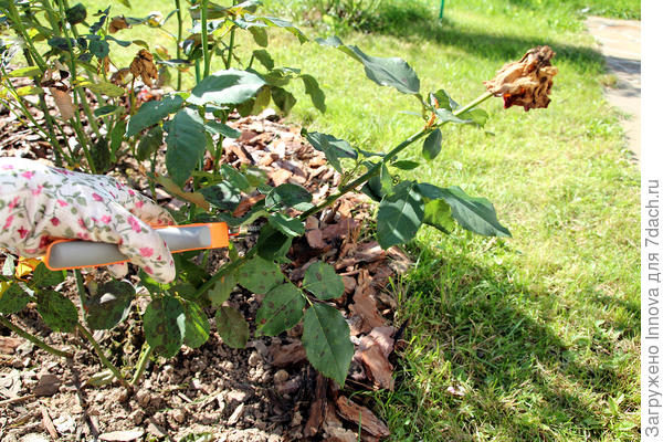Обрезка роз после первого цветения