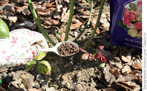 Внесение подкормки Аминосил для роз