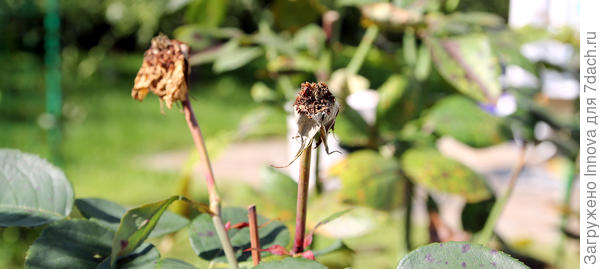 Убираю лепестки, головки оставляю