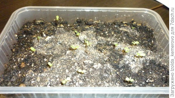 хризантема, около месяца от роду