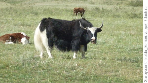 вот такие коровки