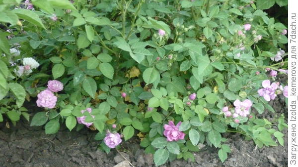 роза полиантовая из семян