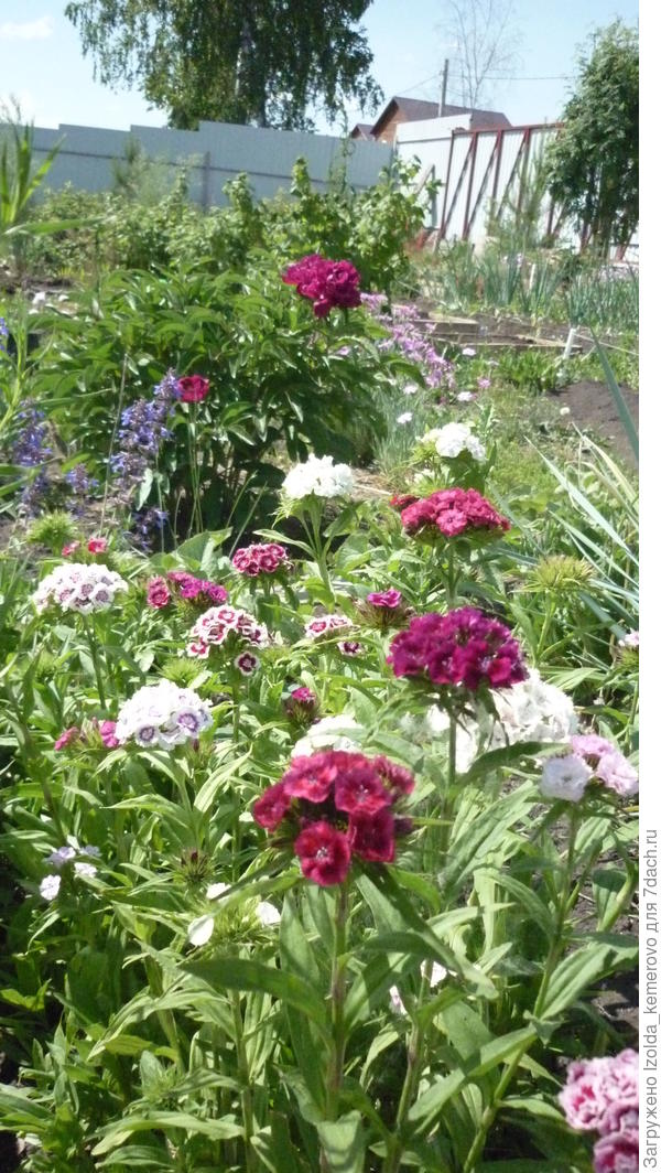 турчаночка