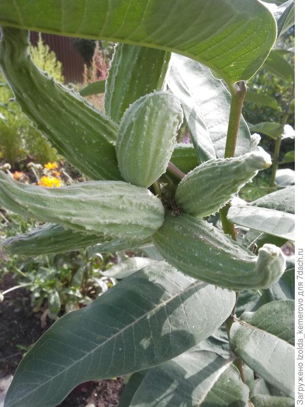 коробочки ваточника