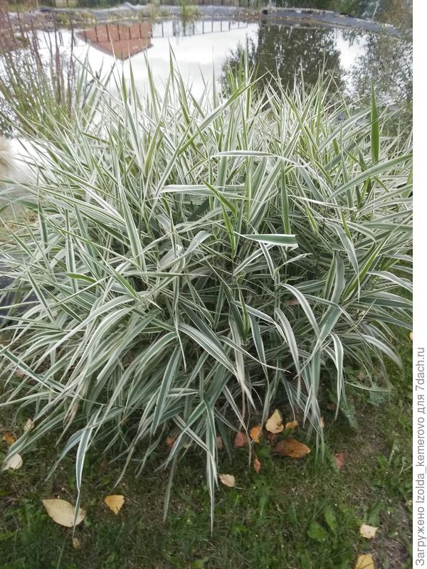 сибирский тростник