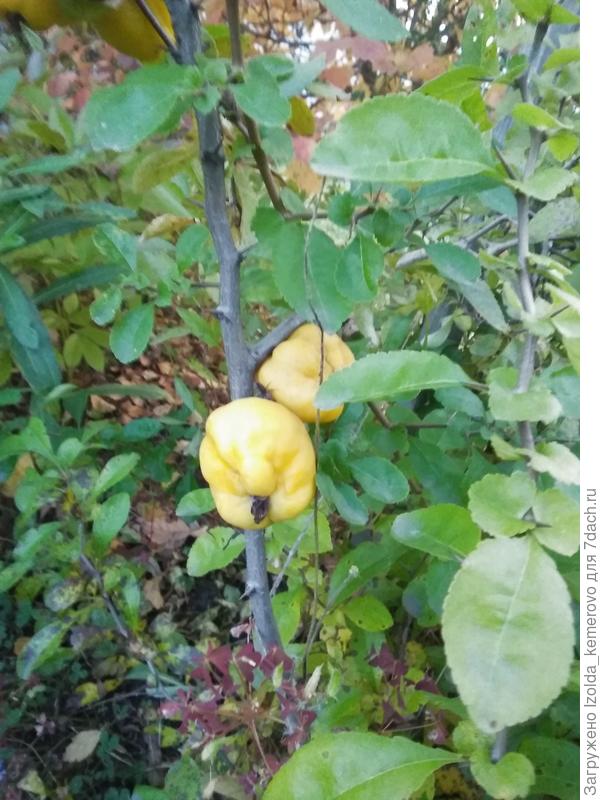 айва на кусту